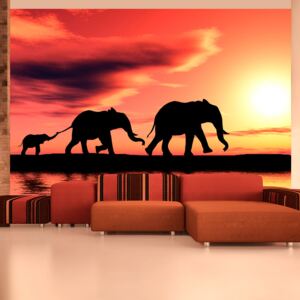 Fototapeta Bimago - sloni: rodina + lepidlo ZDARMA 200x154 cm