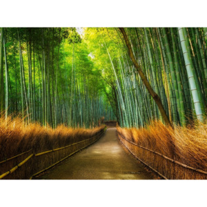 1Wall fototapeta Bambusový les 315x232 cm