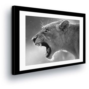Obraz na plátně - Černobílá Lvice 100x75 cm