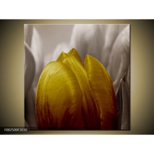 Obraz zlatého květu tulipánu (F002500F3030)