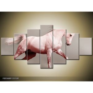 Obraz bílého koně v pohybu (F003680F210100)
