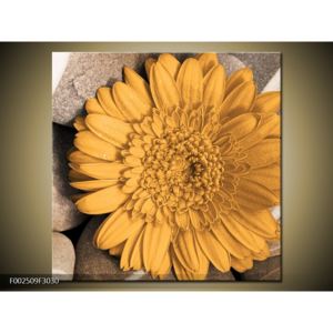Obraz krásného žlutého květu (F002509F3030)