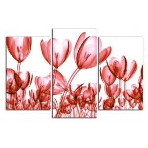 Červené tulipány C4296CO