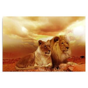 Obraz CARO - A Pair Of Lions 40x30 cm