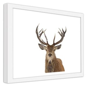 CARO Obraz v rámu - Deer Head On A White Background 40x30 cm Bílá