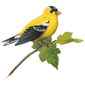 Samolepky - obrázky ptáci : Samolepící dekorace Stehlík
