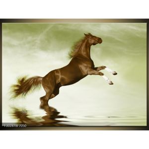 Obraz hnědého koně na zadních (F002878F7050)