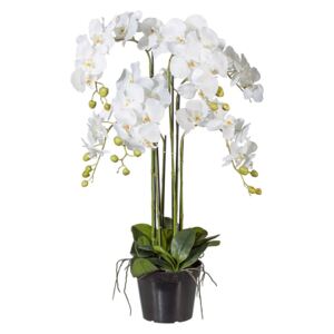 Gasper Orchidej Phalenopsis 90cm bílá