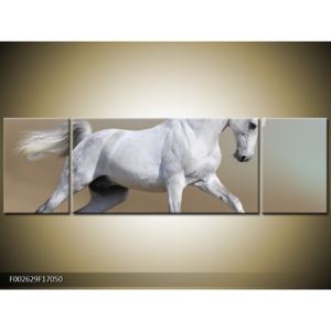 Obraz bílého koně v pohybu (F002629F17050)