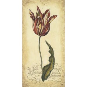 ART-STYLE Obrázek 13x25, žíhaný tulipán II., rám sv. dub - červotoč
