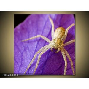 Obraz pavoučka (F000620F3030GD)