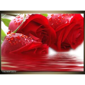 Obraz červené růže