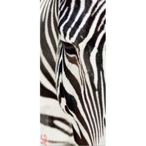 Vliesová fototapeta Zebra FTNV-2853 | 90x202 cm