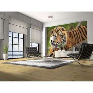 Fototapeta tygr ussurijský + lepidlo ZDARMA Velikost (šířka x výška): 150x116 cm