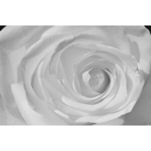 Postershop Fototapeta: Bílá růže (detail) - 184x254 cm