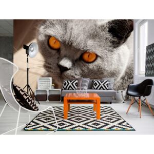 Murando DeLuxe Tapety zvířata - Kočka 300x210 cm