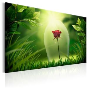 Obraz na plátně Bimago - Magical Rose 60x40 cm