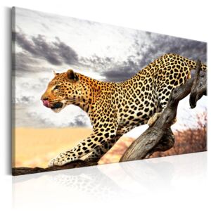 Obraz na plátně Bimago - Predatory Stare 60x40 cm