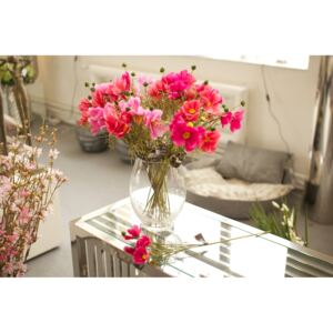 COSMOS SPRAY - krásenka -růžové odstíny barva / provedení: růžová