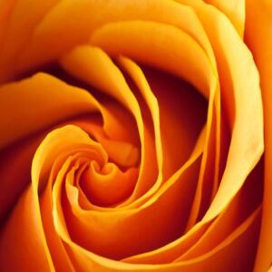 Obraz na skle - Oranžová růže