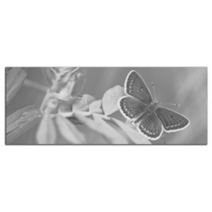 Motýl C2042AP