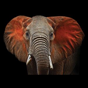 Fototapeta, Tapeta Elephant, (254 x 184 cm)