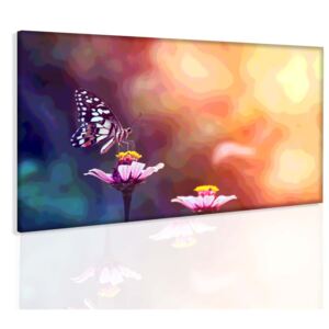 Obraz na plátně motýl + háčky, hřebíčky, čistící hadřík ZDARMA Velikost (šířka x výška): 100x60 cm