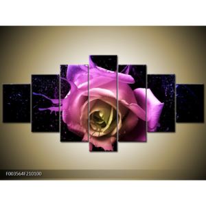 Moderní obraz pestrobarevné růže (F003564F210100)