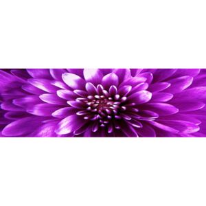 Obraz na skle - Fialová chryzantéma (3)