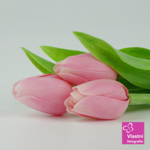 Francouzský umělý tulipán č. 02 – růžový