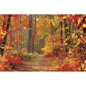 Postershop Fototapeta vliesová: Podzimní les - 104x152,5 cm