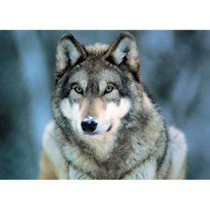 Plakát, Obraz - Grey wolf - vlk šedý, (91,5 x 61 cm)