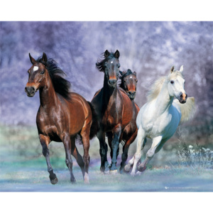 Plakát, Obraz - Running horses - bob langrish, (50 x 40 cm)