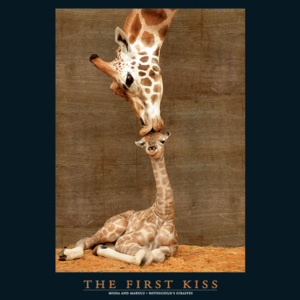 Plakát, Obraz - FIRST KISS, (40 x 50 cm)