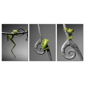 Obraz na zeď - Nová modelka - žába, (105 x 50 cm)