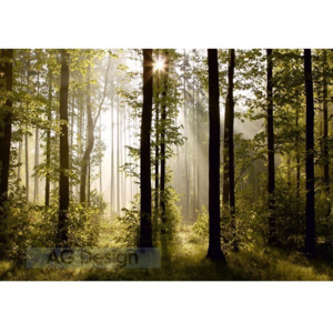 Fototapeta Les 254 x 360 cm, Hornschuch