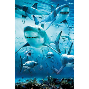 Plakát, Obraz - Shark - infested, (61 x 91,5 cm)