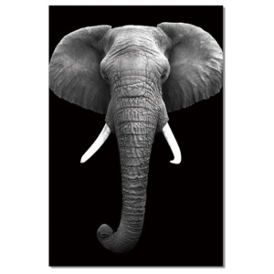 Obraz na zeď - Slon africký (B&W), (80 x 120 cm)