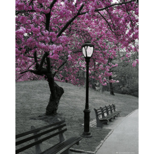 Posters Plakát, Obraz - New York - Pink Blossom, (40 x 50 cm)