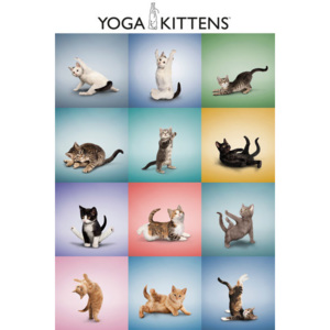 Posters Plakát, Obraz - Yoga - koťátka, (61 x 91,5 cm)