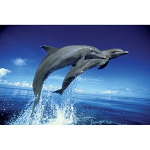Plakát, Obraz - Dolphins - leap, (91,5 x 61 cm)