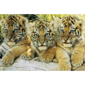 Plakát, Obraz - Tiger cubs, (91,5 x 61 cm)