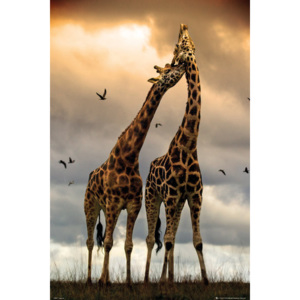 Plakát, Obraz - Giraffes - kissing, (61 x 91,5 cm)