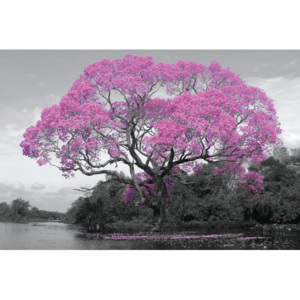 Plakát, Obraz - Strom - Pink Blossom, (91,5 x 61 cm)