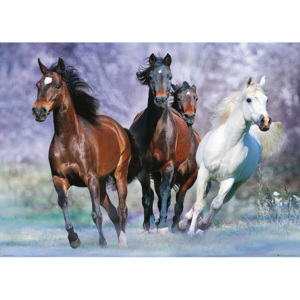 Plakát, Obraz - Koně - Běžící, Bob Langrish, (140 x 100 cm)