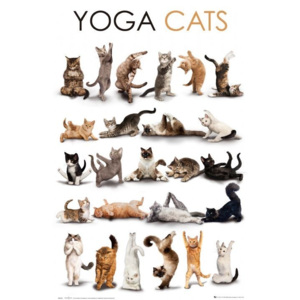 Plakát, Obraz - Yoga cats, (61 x 91,5 cm)