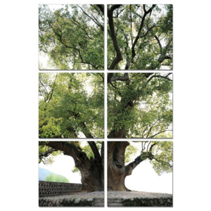 Obraz na zeď - Starý strom, (140 x 210 cm)