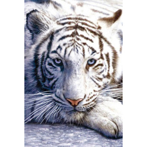 Plakát, Obraz - White tiger, (61 x 91,5 cm)
