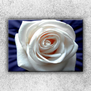 Bílá růže (50 x 35 cm) - Jednodílný obraz