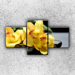 Žluté orchideje na kamenech (90 x 50 cm) - Třídílný obraz